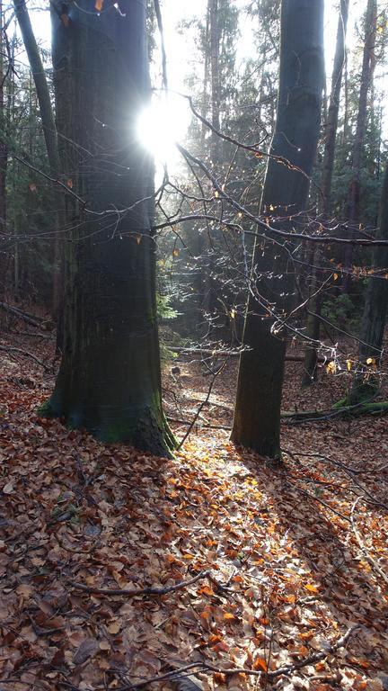דירות Plaue  Cafe Landart Im Thueringer Finistere מראה חיצוני תמונה